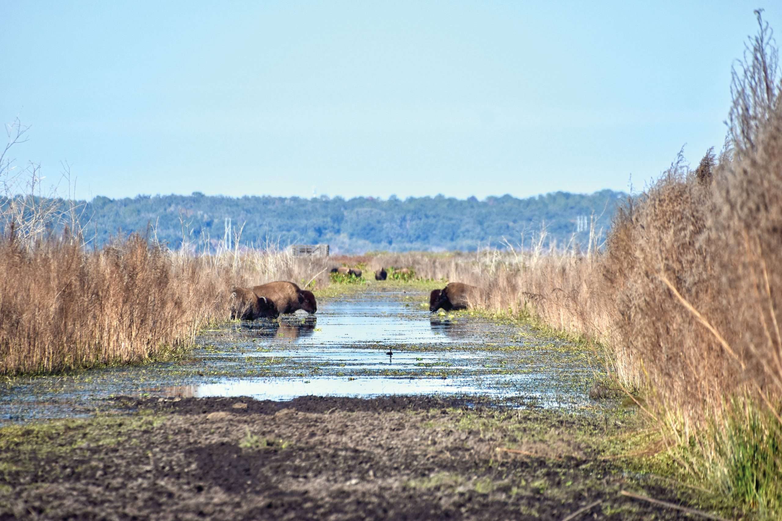 Paynes Prarie Preserve State Park in Gainesville