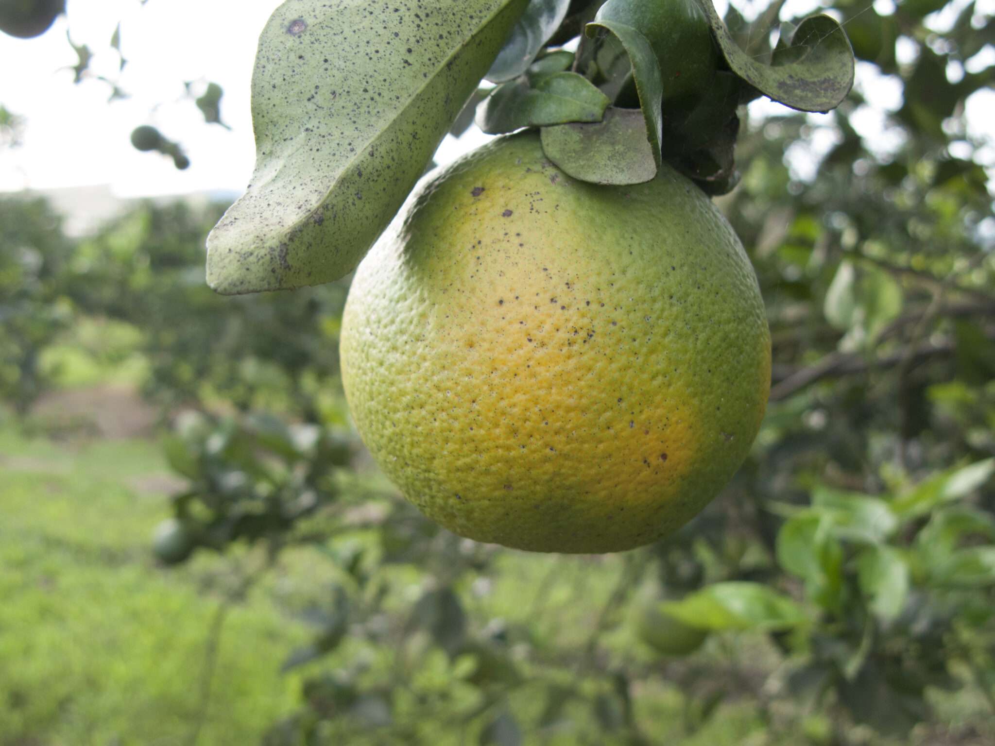 Florida Citrus Grower Alico Inc. Development Alico Inc. to wind down citrus division to focus on real estate