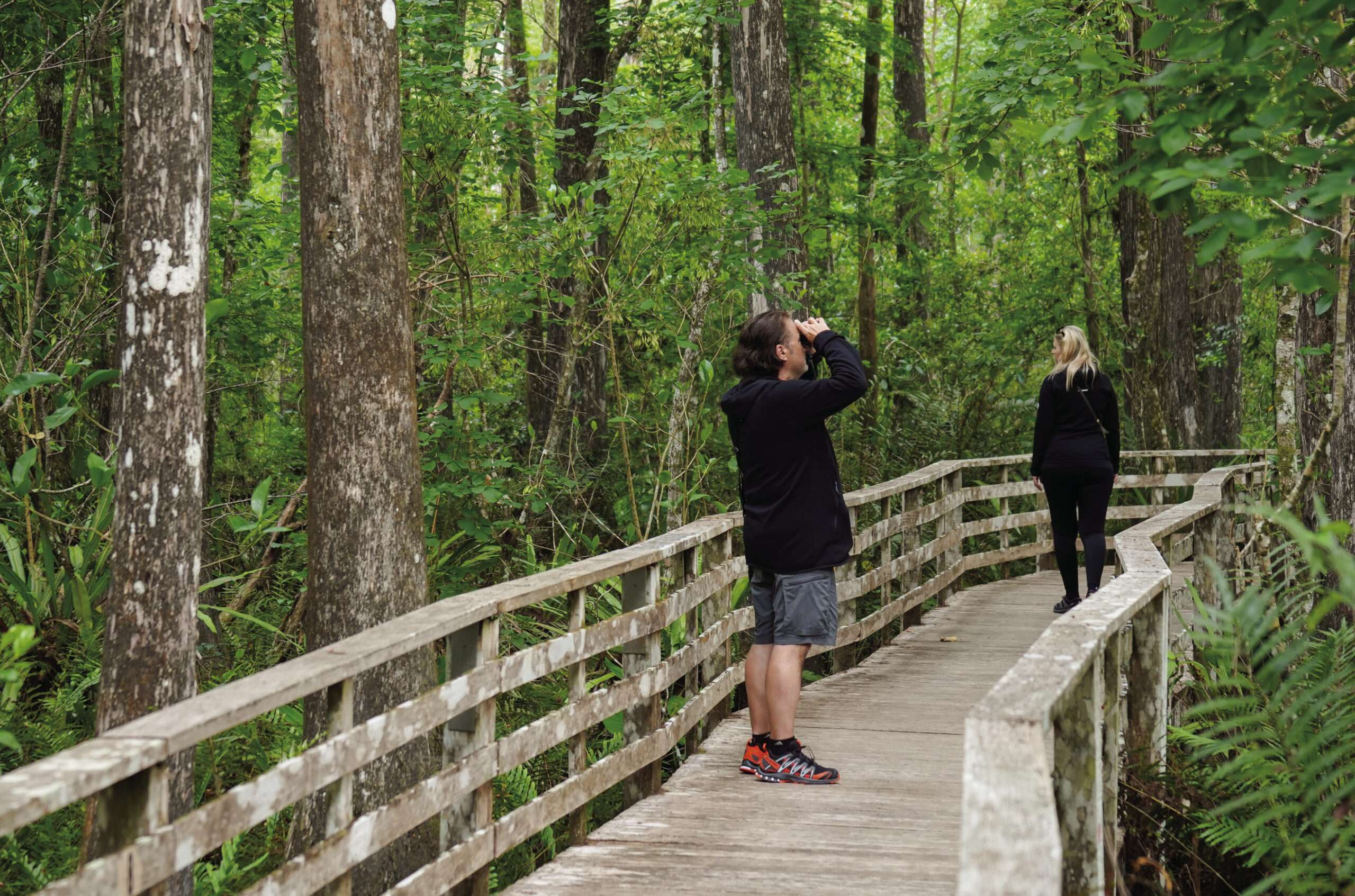 Corkscrew Swamp Sanctuary