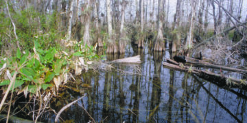 The first National Preserve in the National Park System, Big Cypress has a mixture of pines, hardwoods, prairies, mangrove forests, cypress strands and domes. White-tailed deer, bear and Florida panther can be found here along with the more tropical linguus tree snail, royal palm and cigar orchid. This meeting place of temperate and tropical species is a hotbed of biological diversity. Hydrologically, the Preserve serves as a supply of fresh, clean water for the vital estuaries of the ten thousand islands area near Everglades City.