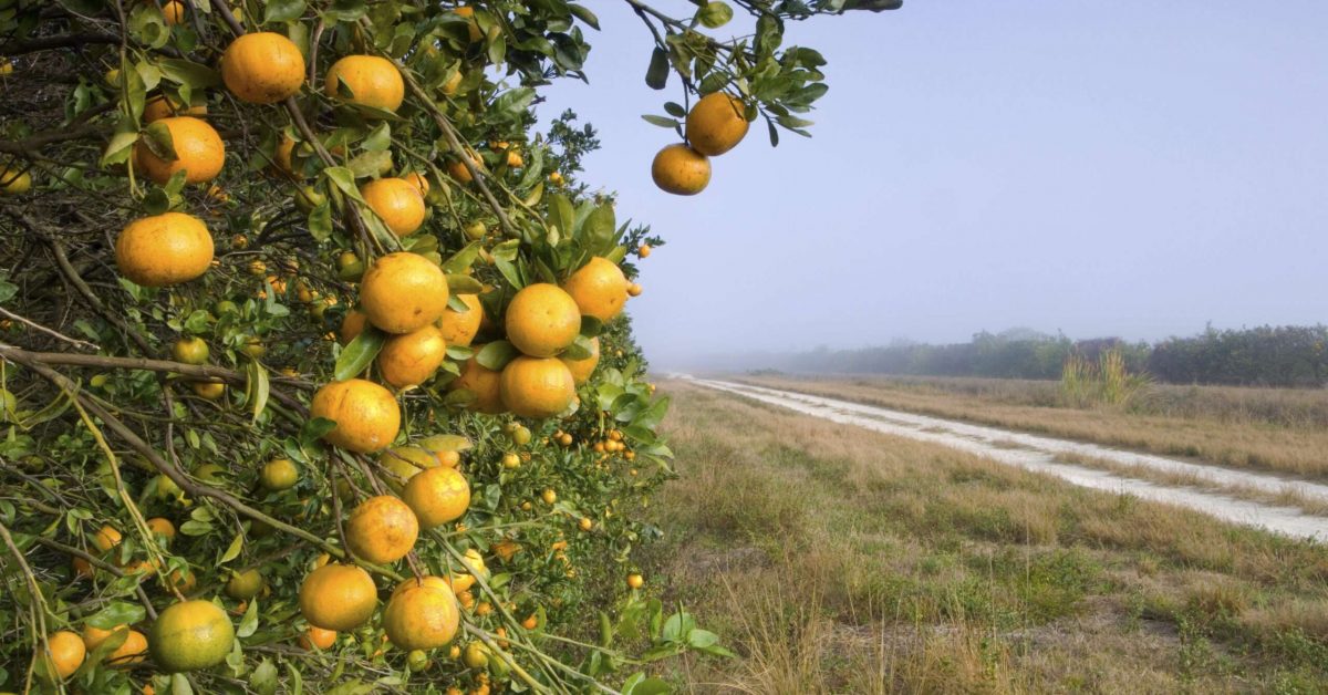 A citrus orchard in Immokalee