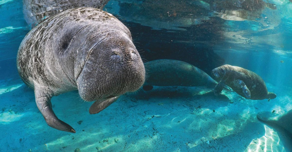 Manatees inside Three Sisters Springs, part of Kings Bay in the Crystal River National Wildlife Refuge.
