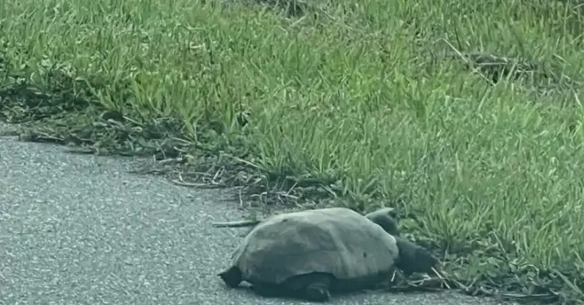 Tag Lakeside LLC gopher tortoise