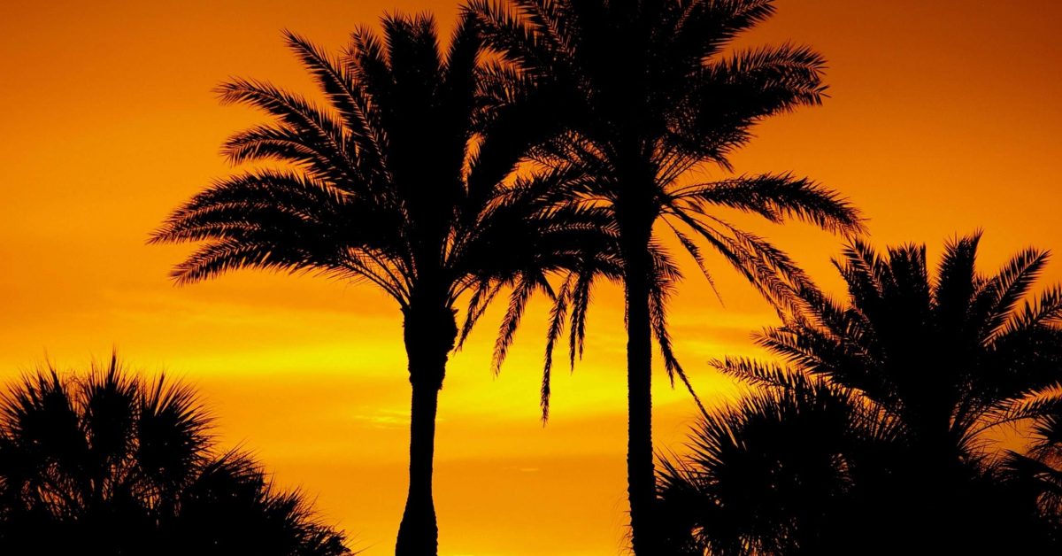 silhouette-photo-of-palm-trees-2594992